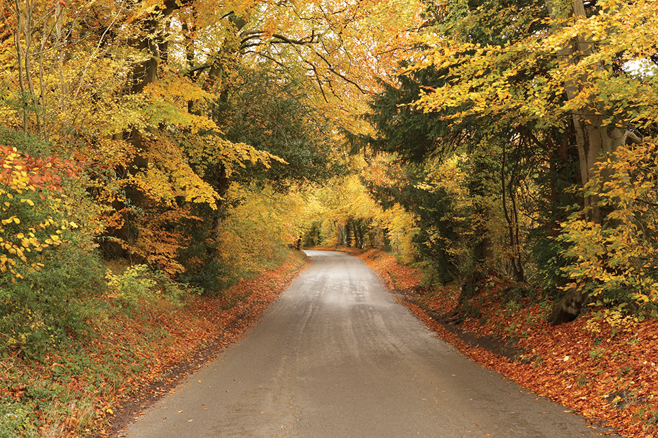 Country Road In Autumn